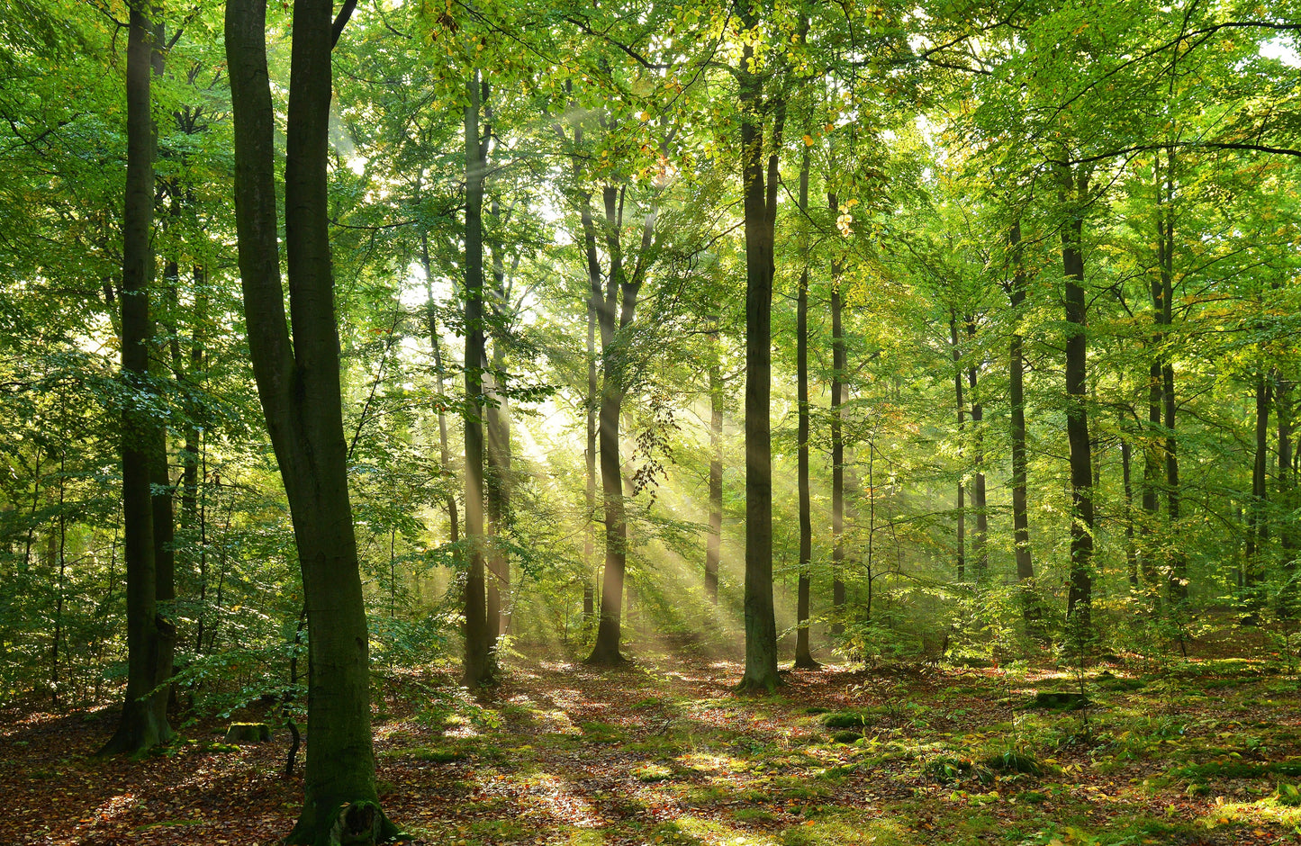 Photo Wall Mural-GLADE FOREST-(363)-NON WOVEN-Wallpaper-Nature Sky Sunshine XXL