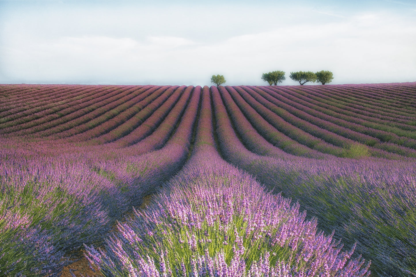 Photo Art Wall Mural-LAVENDER FIELD-(6467)-NON WOVEN-Wallpaper-Nature Flower XXL