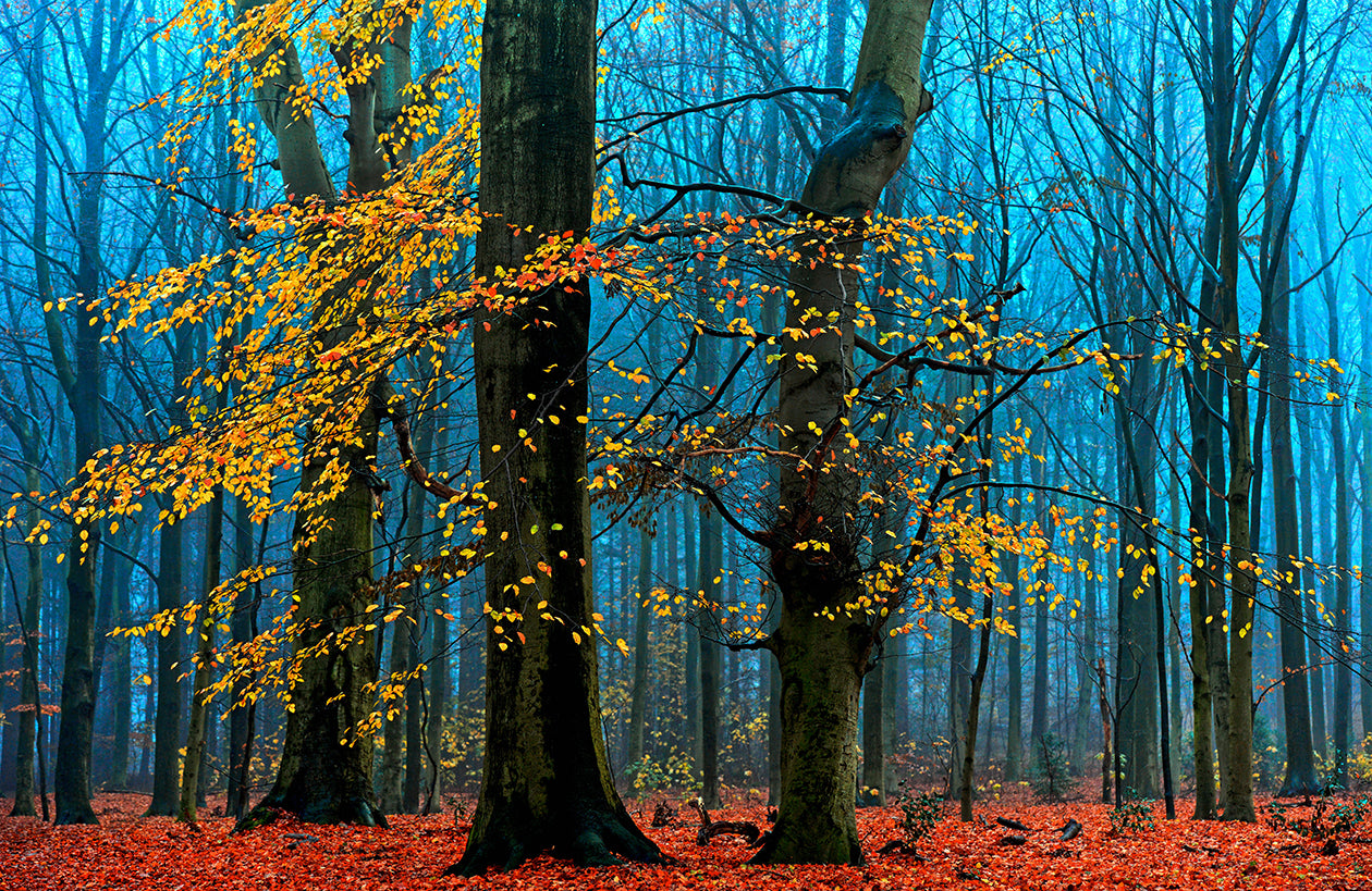 Photo Wall Mural-FOREST LEAF-(7977)-NON WOVEN-Wallpaper-Yellow Blue Red Tree XXL
