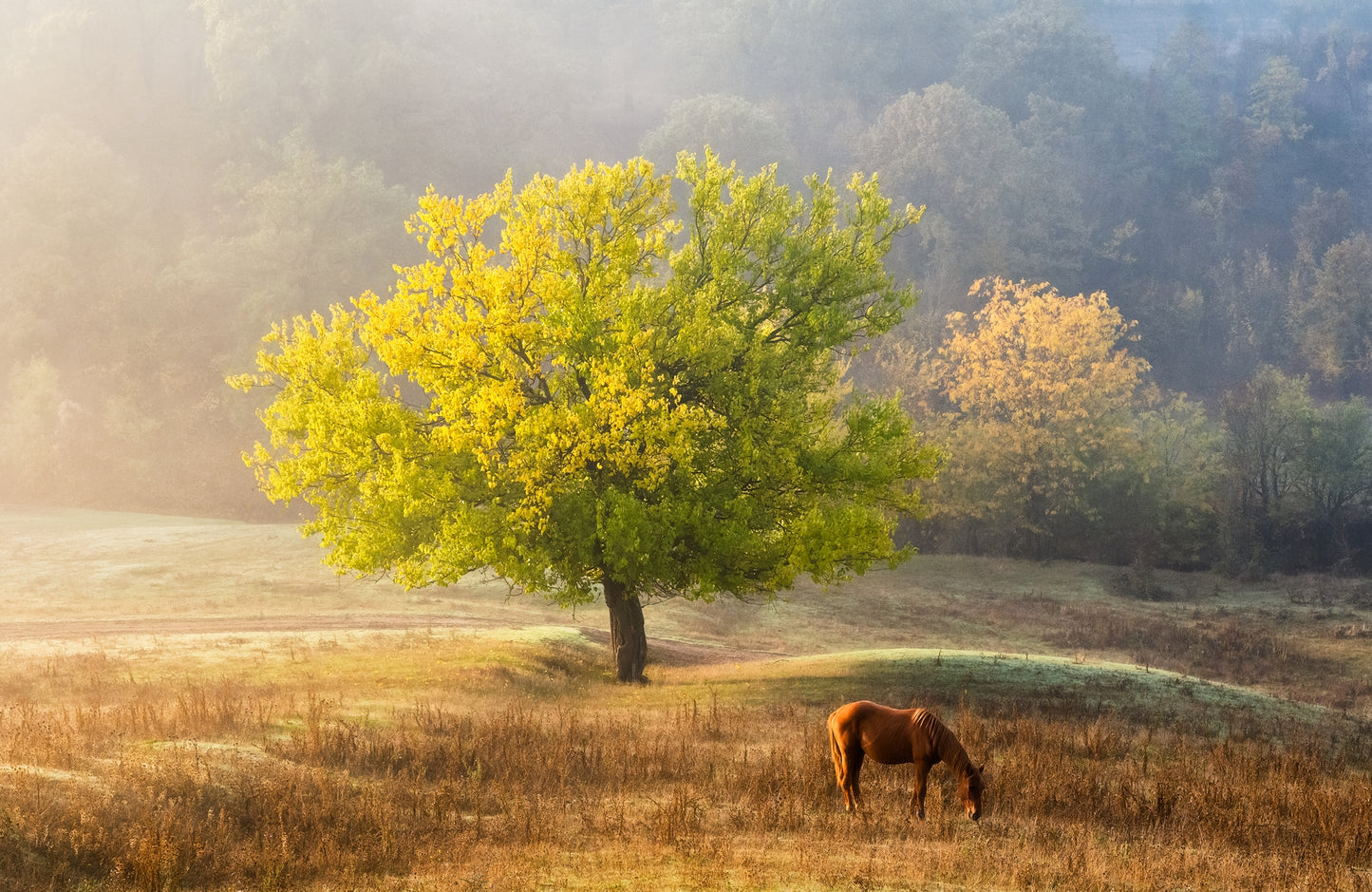 Photo Wall Mural-HORSE ON FILED-(8030)-NON WOVEN-Wallpaper-Animal Sun Tree XXL