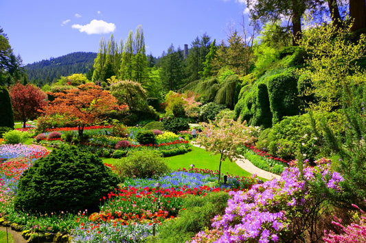 Photo Wall Mural-GARDEN-(1086)-NON WOVEN-Wallpaper-Nature Forest Flower Park XXL