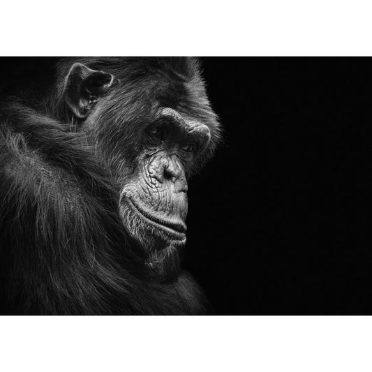 Fototapete -(C12713)-Vlies-Tapete-Tiere XXL