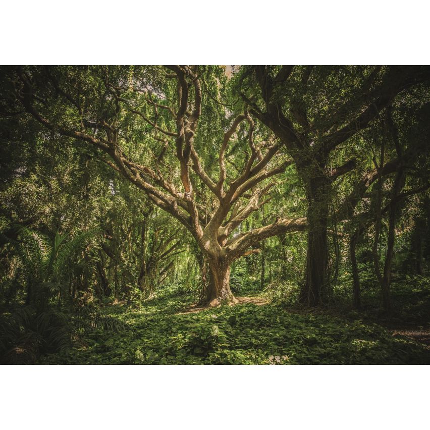 Fototapete WALD-(C13181)-Vlies-Tapete-Waldfläche Baum Sonne Bäume Licht XXL