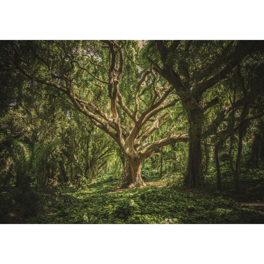 Fototapete WALD-(C13181)-Vlies-Tapete-Waldfläche Baum Sonne Bäume Licht XXL