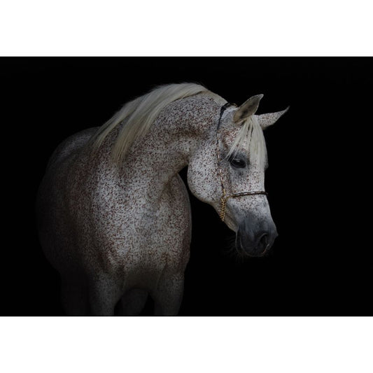Fototapete -(C13596)-Vlies-Tapete-Tiere XXL