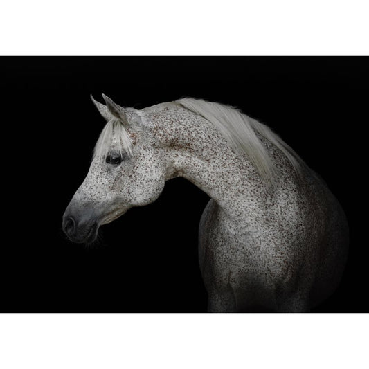 Fototapete -(C13597)-Vlies-Tapete-Tiere XXL