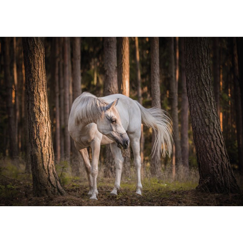 Fototapete -(C13599)-Vlies-Tapete-Tiere XXL