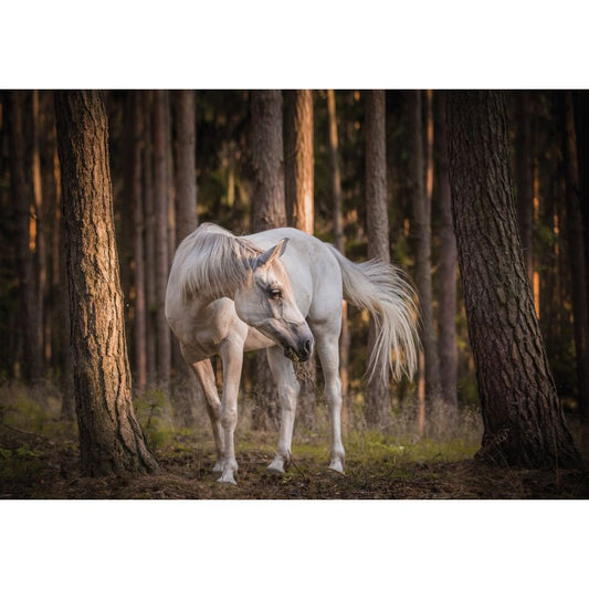 Fototapete -(C13599)-Vlies-Tapete-Tiere XXL