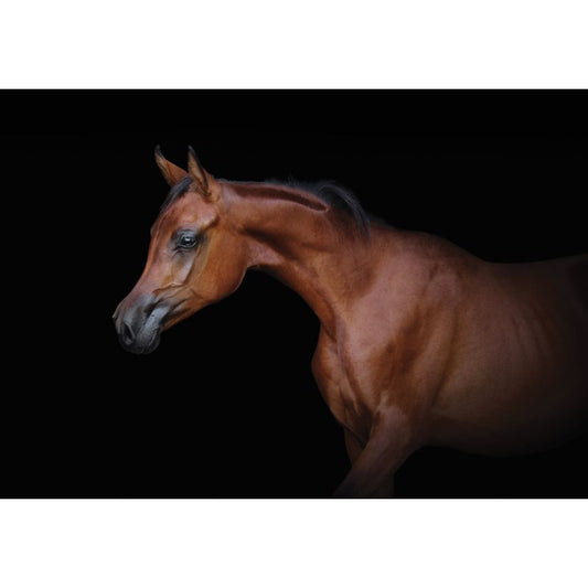 Fototapete -(C13601)-Vlies-Tapete-Tiere XXL