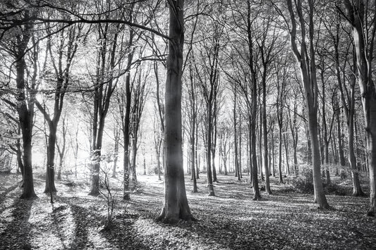 Photo Wall Mural-FOREST-(1408)-NON WOVEN-Wallpaper-Black&White Woodland Tree XXL