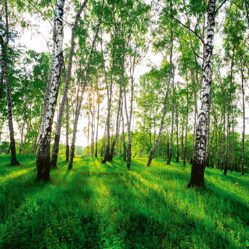 Fototapete WALD-(C14175)-Vlies-Tapete-Waldfläche Baum Sonne Bäume Licht XXL