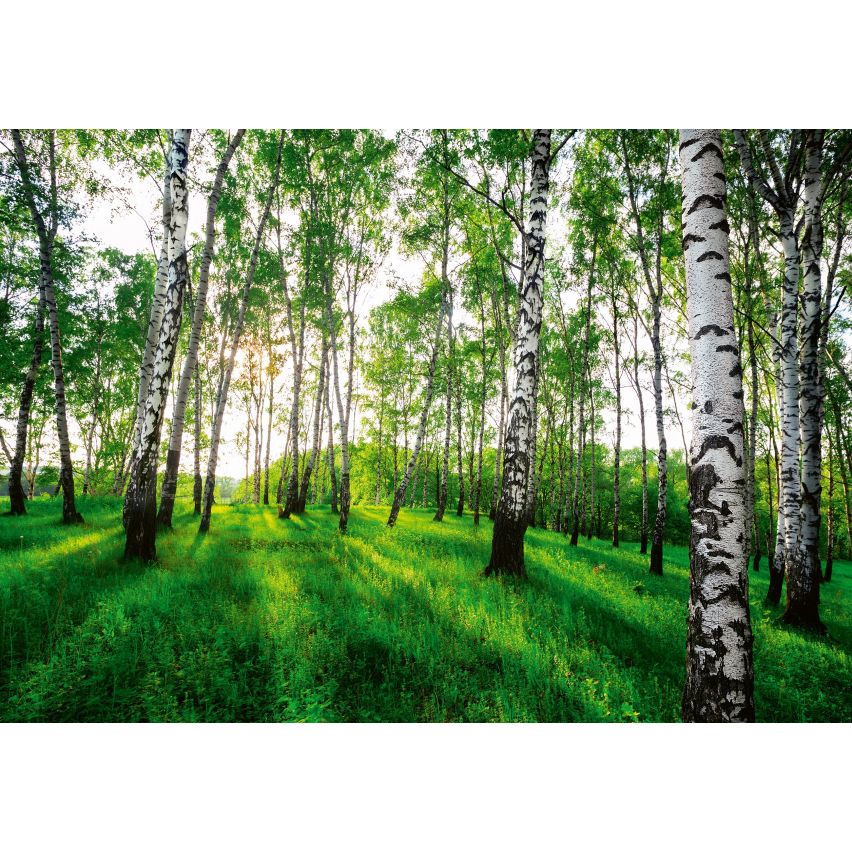 Fototapete WALD-(C14175)-Vlies-Tapete-Waldfläche Baum Sonne Bäume Licht XXL