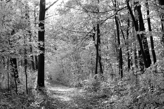 Photo Wall Mural-(1470)-FOREST PATH-NON WOVEN-Wallpaper-Black-White Panorama XXL