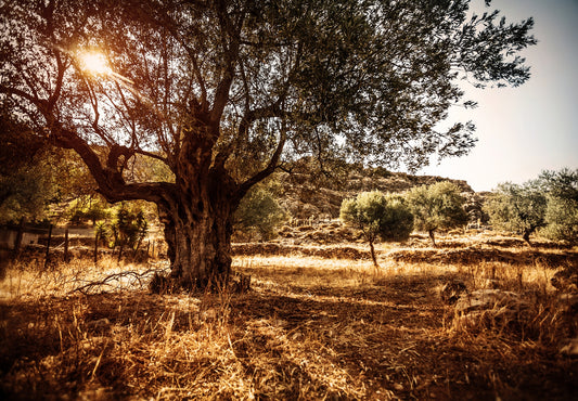 Photo Wall Mural-OLIVE TREE-(2650J)-NON WOVEN-Wallpaper-Sunlight Mountain Nature