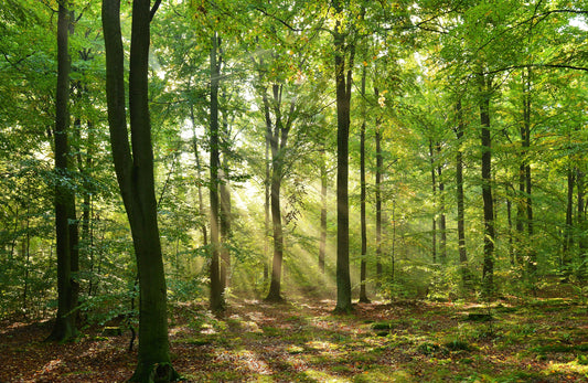 Photo Wall Mural-GLADE FOREST-(363)-NON WOVEN-Wallpaper-Nature Sky Sunshine XXL