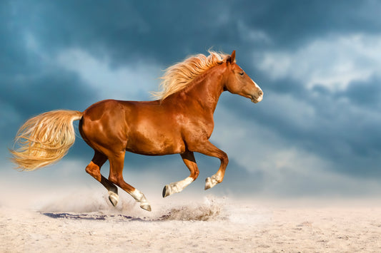 Photo Wall Mural-HORSE IN DUST-(4253)-NON WOVEN-Wallpaper-Animal Crown Brown XXL