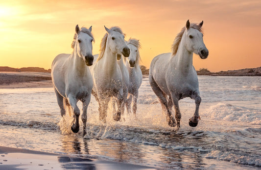 Photo Wall Mural-(4608)-SUNSET HORSE-NON WOVEN-Wallpaper-Orion Mammal Ocean XXL