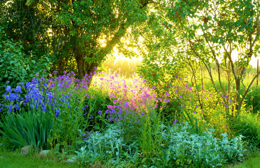 Photo Mural Art Wallpaper-(5241)-GARDEN PARK-NON WOVEN-Nature View Trees XXL