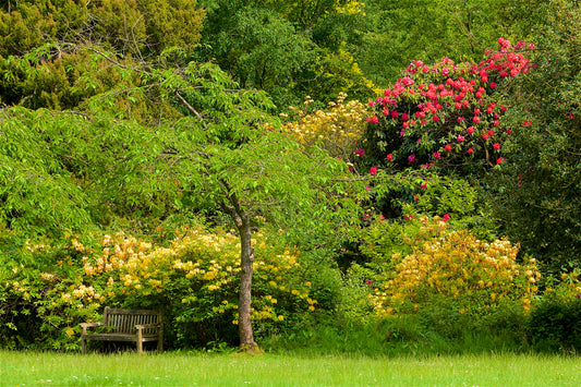 Photo Mural-GREEN PARK-(5426)-NON WOVEN-Wallpaper-Wall-Art-Flower Blossom XXL
