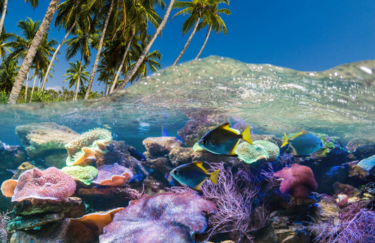 Photo Mural-UNDERWATER CORAL-(5430)-NON WOVEN-Wallpaper-Wall-Art-Sealife XXL