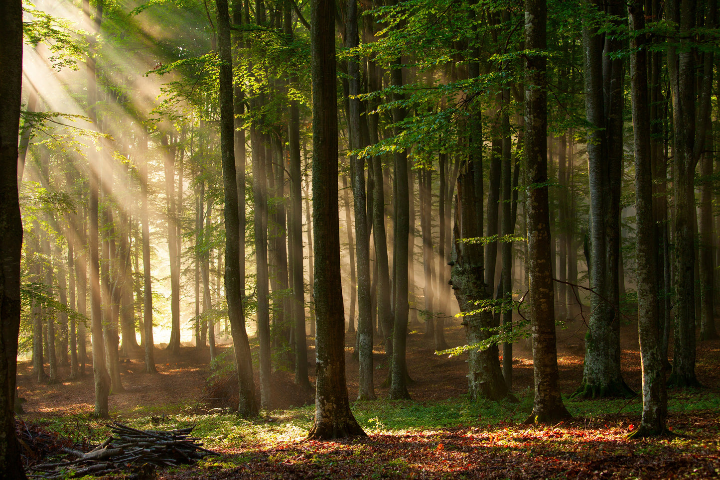 Photo Wall Mural-(613)-MORNING FOREST-NON WOVEN-Nature-Trees Wallpaper Panorama