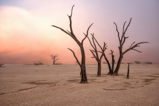 Photo Art Wall Mural-TREES IN DESERT-(6347)-NON WOVEN-Wallpaper-Real Sky Sky XXL