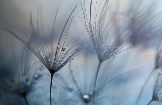 Photo Art Wall Mural-FLOWER LINE-(6457)-NON WOVEN-Wallpaper-Nature Vibe Drop XXL
