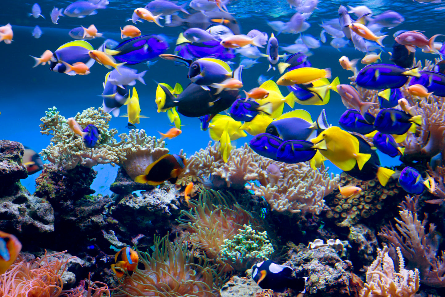 Photo Wall Mural-(646)-SEALIFE-NON WOVEN-Wallpaper-Underwater World Fisch Sharks XXL