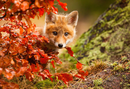 Photo Art Wall Mural-FOXY BABY-(6465)-NON WOVEN-Wallpaper-Nature Animals Red XXL