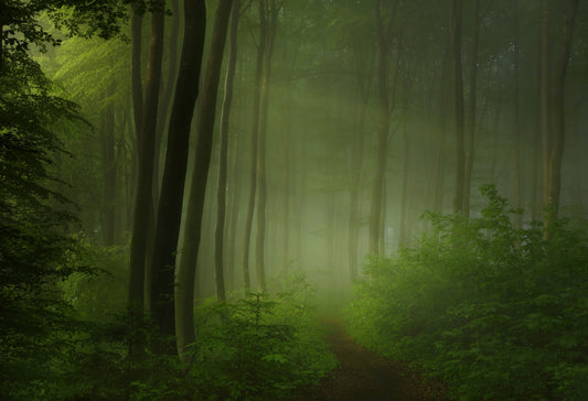 Photo Art Wall Mural-GREEN FOG FOREST-(6466)NON WOVEN-Wallpaper-Nature Trunk XXL