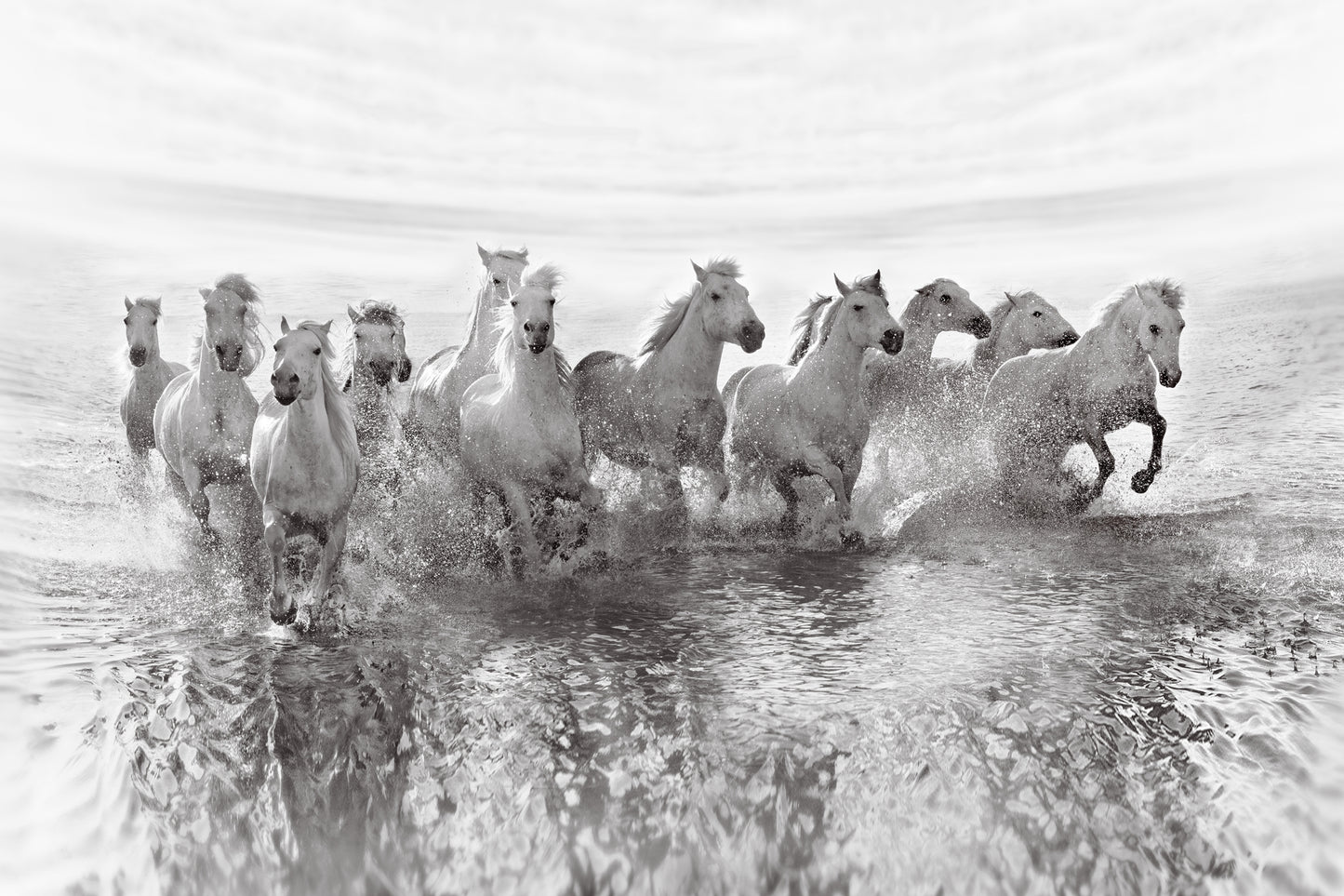 Photo Art Wall Mural-WHITE HORSES-(6469)-NON WOVEN-Wallpaper-Animals Pony in XXL