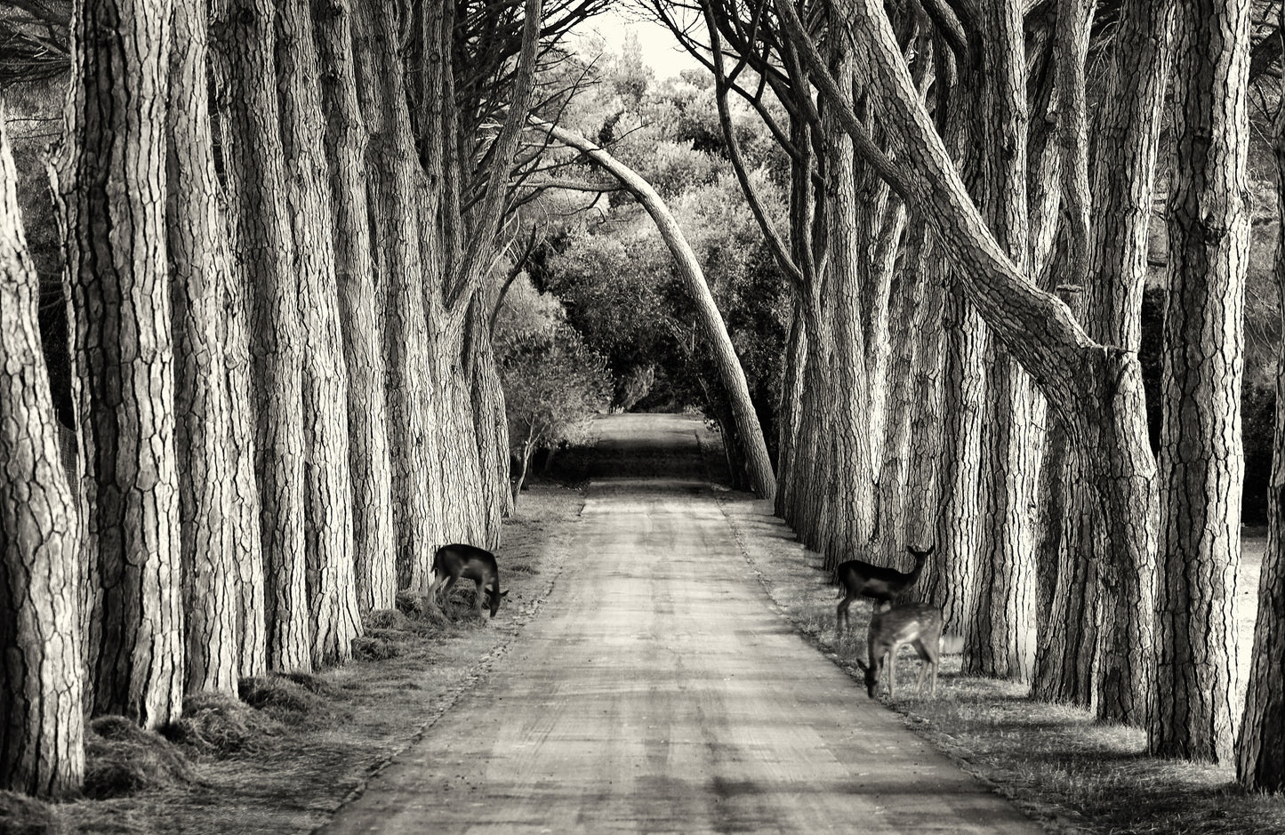 Photo Art Wall Mural-TREE ARCH ROAD-(6480)-NON WOVEN-Wallpaper-Nature Forest XXL