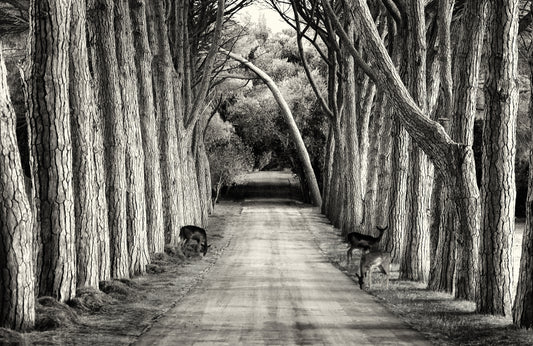 Photo Art Wall Mural-TREE ARCH ROAD-(6480)-NON WOVEN-Wallpaper-Nature Forest XXL