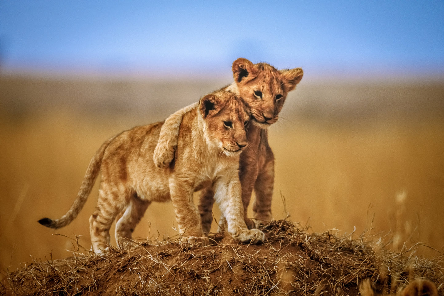 Photo Art Wall Mural-LION CUBS-(6513)-NON WOVEN-Wallpaper-Animals Wild Tiger XXL