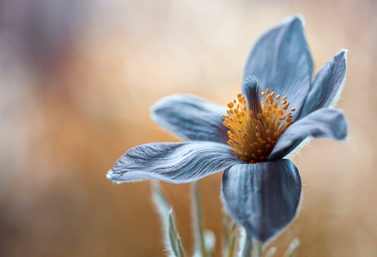 Photo Art Wall Mural-FLOWERS-(6518)-NON WOVEN-Wallpaper-Realistic Blossom In XXL