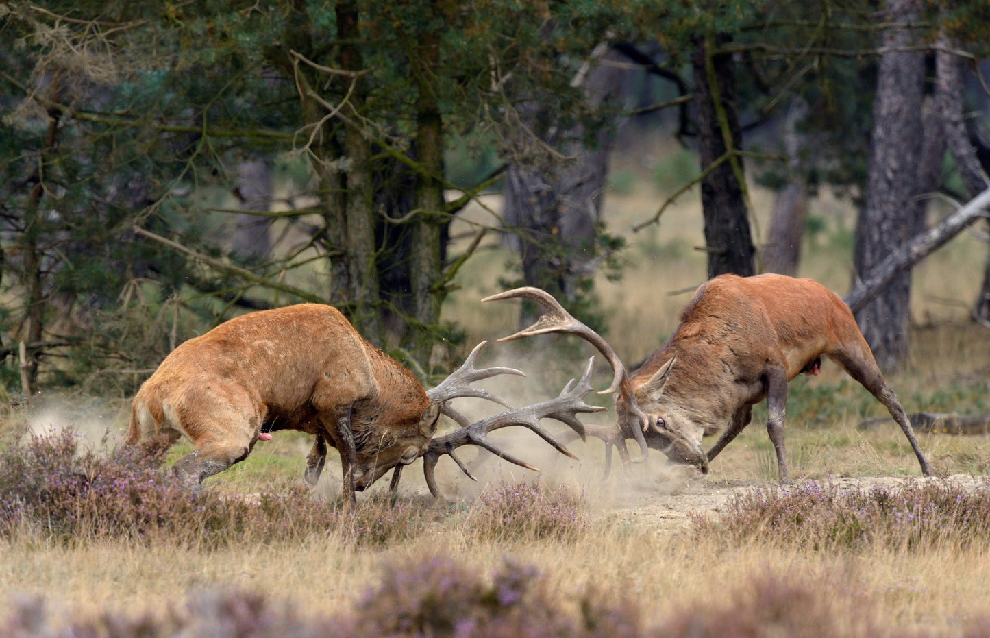 Photo Art Wall Mural-DEAR MAJESTIC DEER-(6525)-NON WOVEN-Wallpaper-Realistic XXL