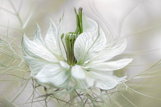 Photo Art Wall Mural-FLOWERS-(6531)-NON WOVEN-Wallpaper-Realistic Blossom XXL