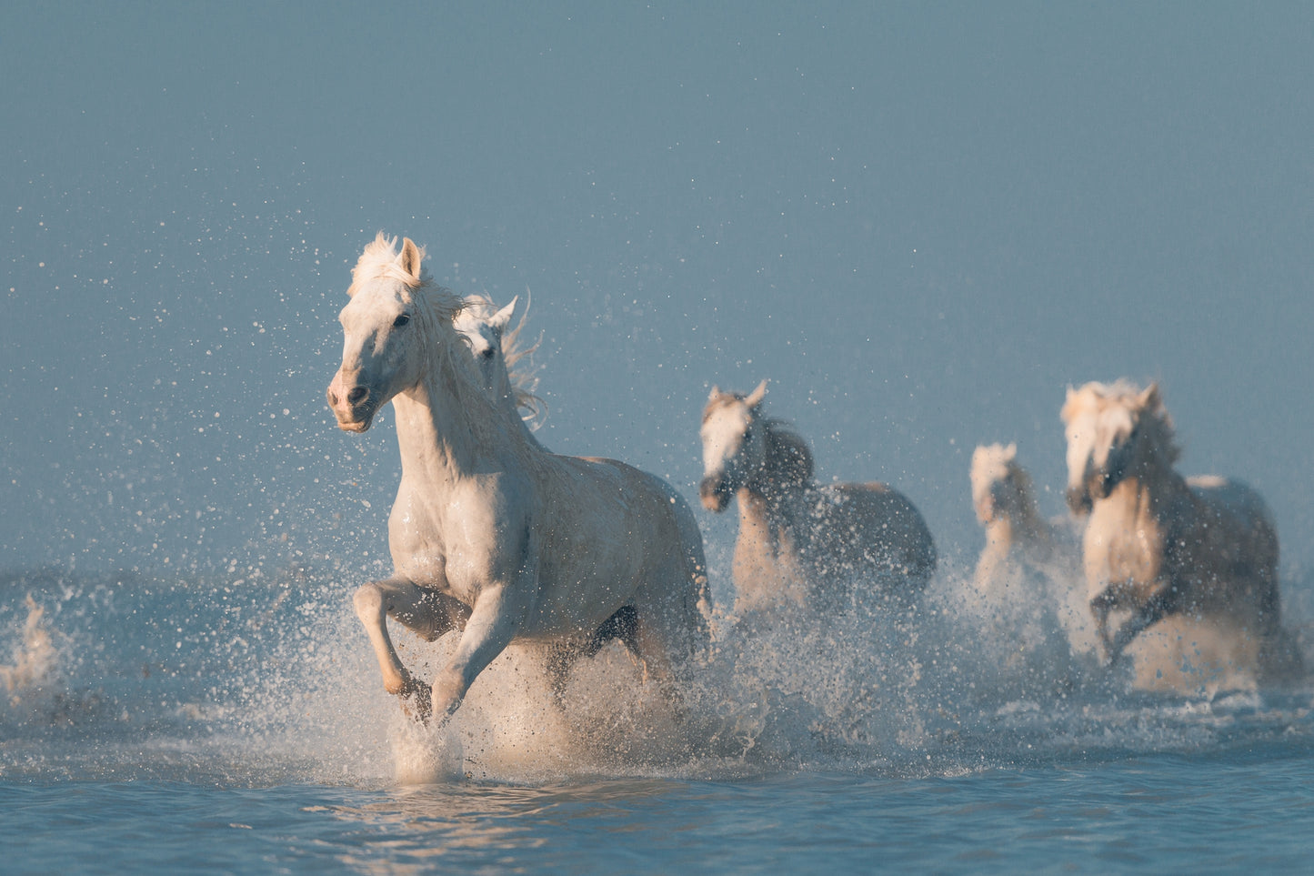 Photo Art Wall Mural-WHITE HORSES-(6563)-NON WOVEN-Wallpaper-Nature Sky Sea XXL