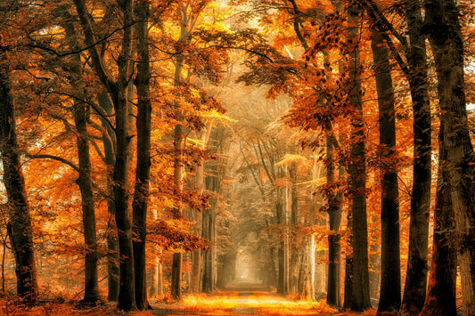 Photo Art Wall Mural-TREES ARCH-(6574)-NON WOVEN-Wallpaper-Nature Autumn Sun XXL