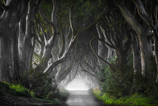 Photo Art Wall Mural-TREE ARCH-(6586)-NON WOVEN-Wallpaper-Nature Green Trunk XXL