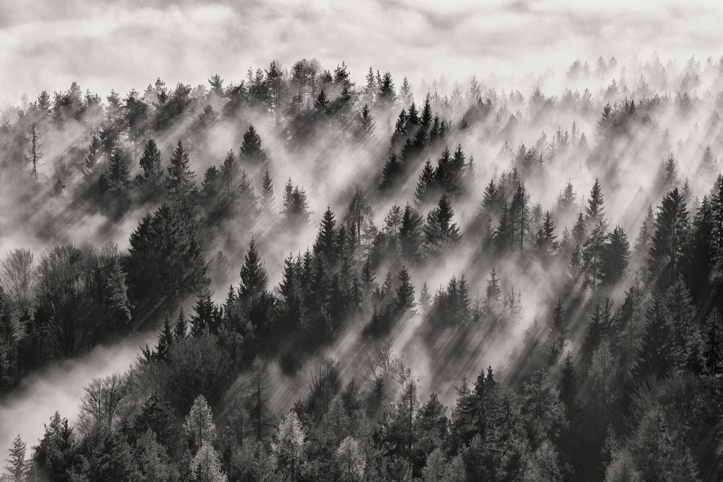 Photo Art Wall Mural-MOUNTAIN TREES-(6591)-NON WOVEN-Wallpaper-Steam Fog B&W XXL