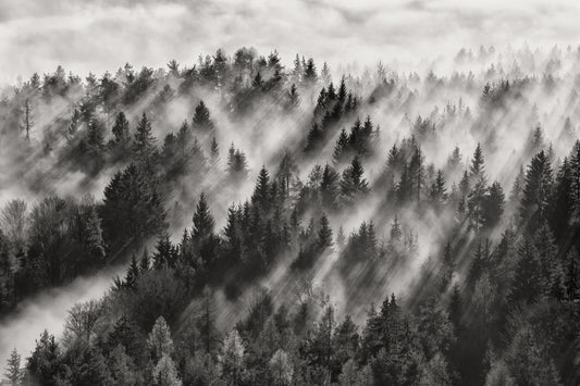 Photo Art Wall Mural-MOUNTAIN TREES-(6591)-NON WOVEN-Wallpaper-Steam Fog B&W XXL