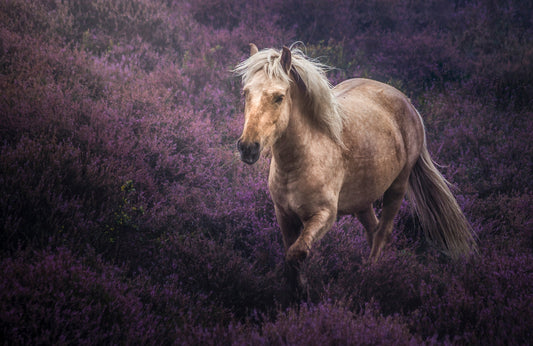 Photo Wall Mural-HORSE LAVENDER FIELD-(7983)-NON WOVEN-Wallpaper-Animal Pony XXL
