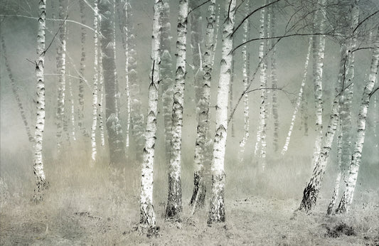 Photo Wall Mural-BIRCH FOREST MIST-(7984)-NON WOVEN-Wallpaper-Trees Nature XXL