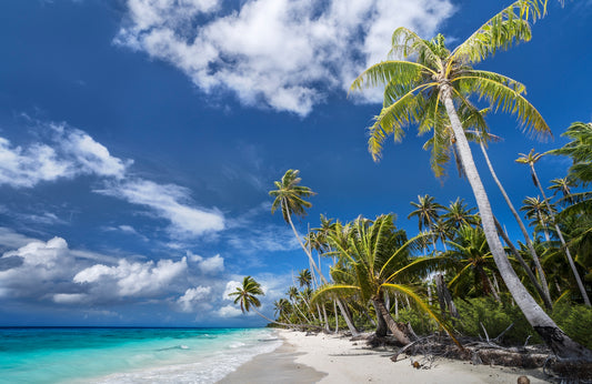 Photo Wall Mural-PALM TREES BEACH-(7993)-NON WOVEN-Wallpaper-Tropical Ocean XXL