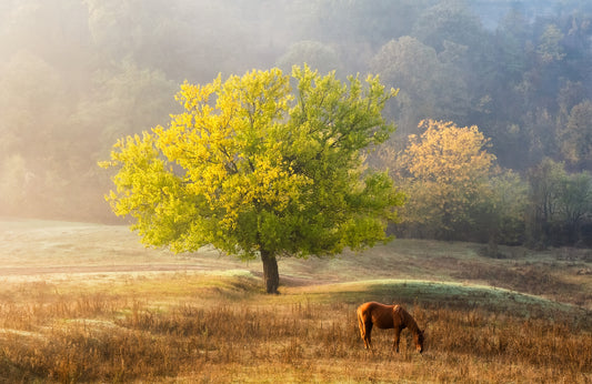 Photo Wall Mural-HORSE ON FILED-(8030)-NON WOVEN-Wallpaper-Animal Sun Tree XXL