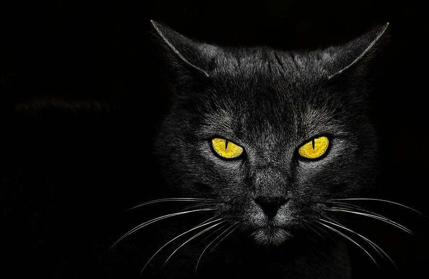 Fototapete-VLIES-SCHWARZE KATZE-(8174S)-Wand-Tapete-Nach-Maß-Gelb Augen Tier XXL