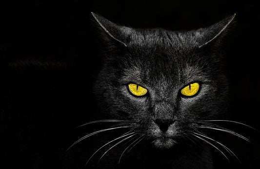 Fototapete-VLIES-SCHWARZE KATZE-(8174S)-Wand-Tapete-Nach-Maß-Gelb Augen Tier XXL